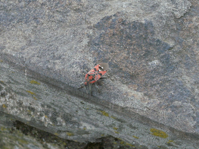 Cretan soldier bug