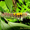 Brown Tussock Moth Caterpillar
