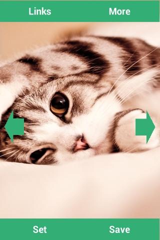 Kittens Wallpapers