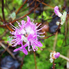 Early Azaleas (Wild flowering shrub)