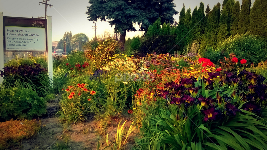 Soap Lake Garden by Julia Arredondo - Nature Up Close Gardens & Produce