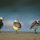 Sanderlings