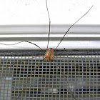 Harvestman (Daddy Long-Legs)