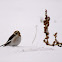 Snow Bunting