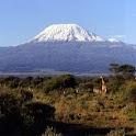 Kilimanjaro Live Wallpaper logo
