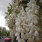Wisteria floribunda 'Alba' (Glicinia blanca. Wisteria)