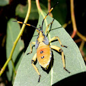 Eucalyptus tip bug