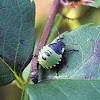 Green Shield Bug larvae