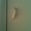 White moth.
