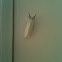 White moth.