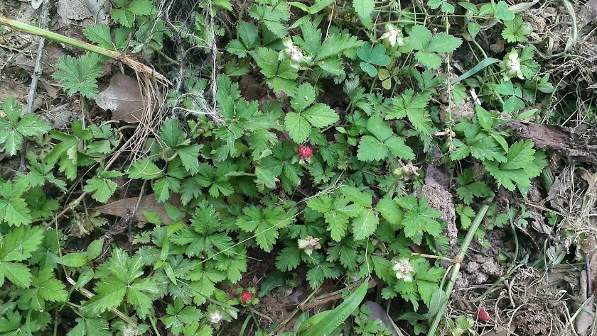 Edible Wild Berries and Fruits Screen 1