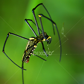 by Wildan Syamsuludin - Animals Insects & Spiders