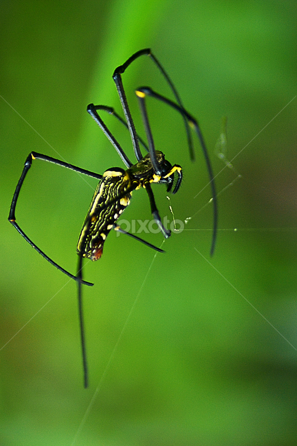 by Wildan Syamsuludin - Animals Insects & Spiders