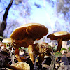 Pholiota mushroom