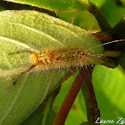 Tussock Moth Larva