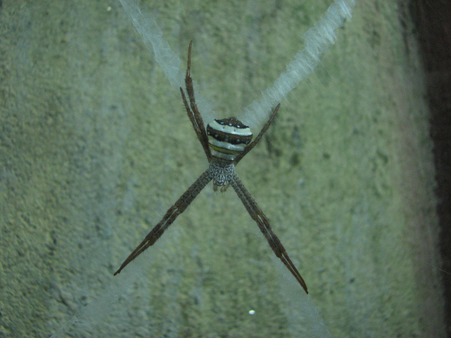 Signature Spider (female)