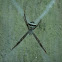 Signature Spider (female)