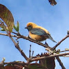 Saíra-amarela Burnished-Buff Tanager