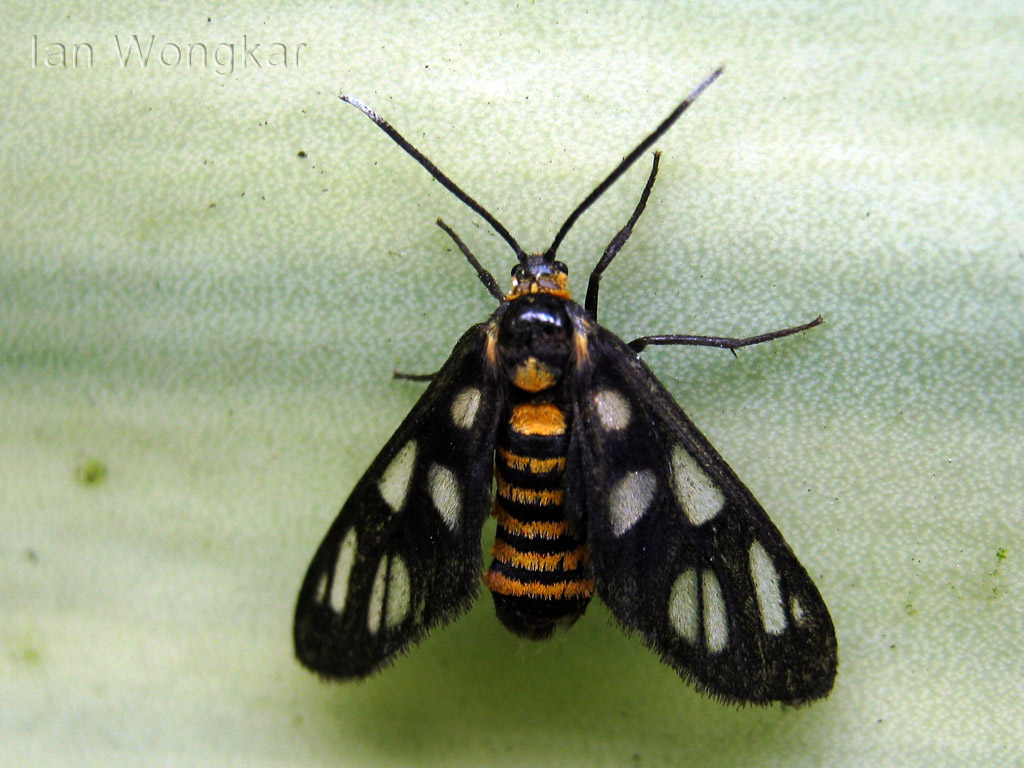 Tiger Moth