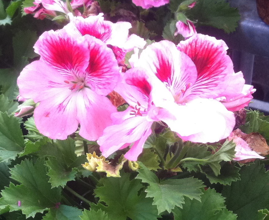 regal geranium