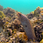 Whitemouth Moray Eel