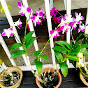 Singapore Orchid