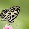 Common Pierrot