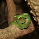 Ruby-eyed Green Pit Viper