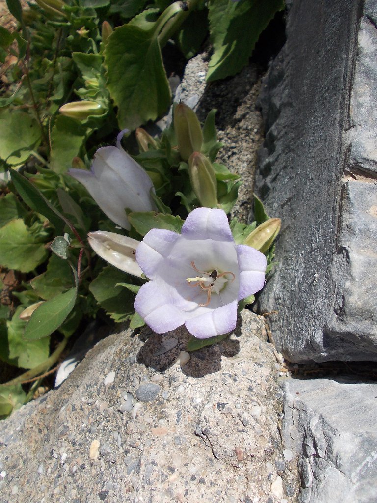 Pelion mt, Campanula flower