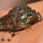 Marbled Snout-burrower