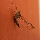 Mayfly