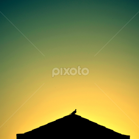 solitary bird by Aman Kadwasra - Animals Birds