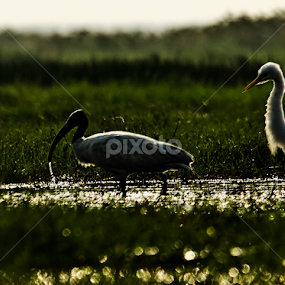 Silhouette of Ibis & Egret by Arindam Mitra - Animals Birds