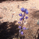 Hill's lupine