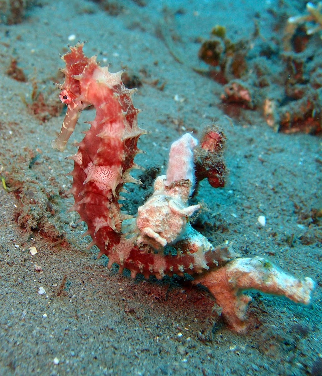 Thorny sea horse