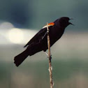 Redwing Blackbird