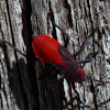 Red-shouldered Bug