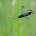 Six-spot burnet