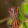 Italian Striped-Bug, Chinche rayada