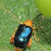 Blue Leaf beetle