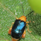 Blue Leaf beetle