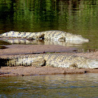 Nile Crocodile