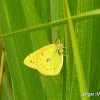 Lesbia Clouded Yellow