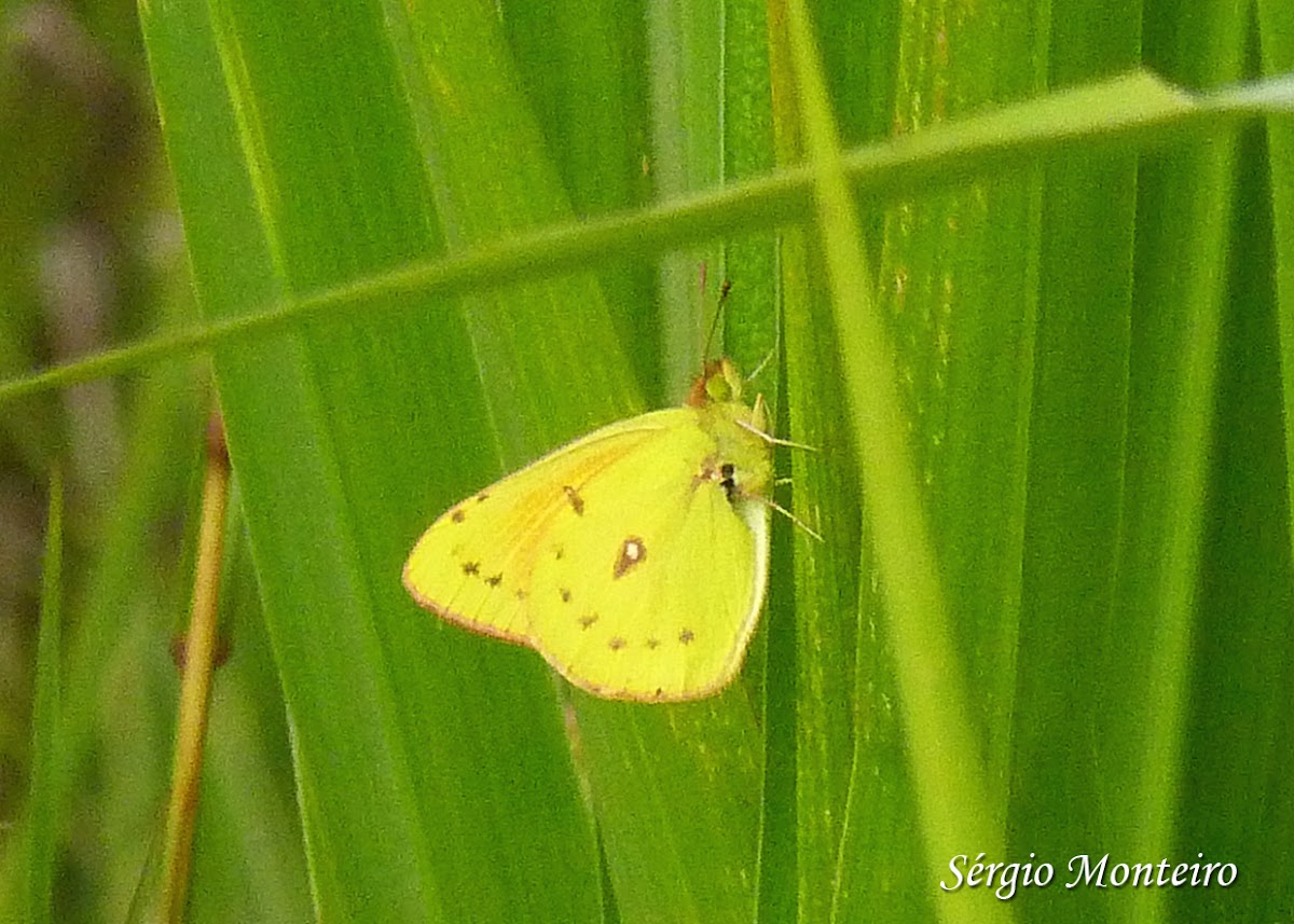 Lesbia Clouded Yellow