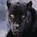 3D Leopard King