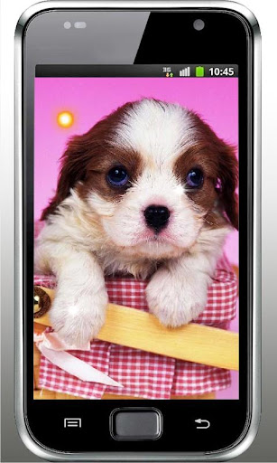 Puppy Top Free Live Wallpaper