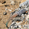 Bonaire Whiptail Lizard
