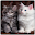 Cat wallpapers Download on Windows
