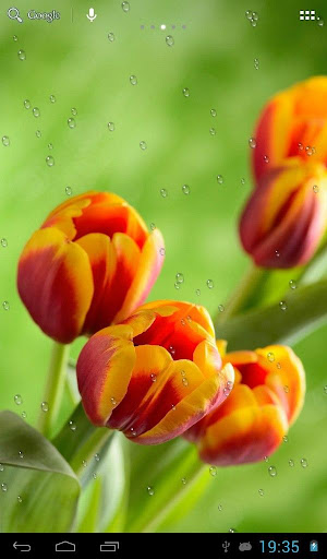 Drops on tulips