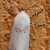 Acrea moth
